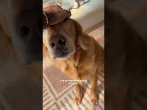 ゴールデンレトリバーへの愛情表現と気持ちを伝える動画 サムネイル
