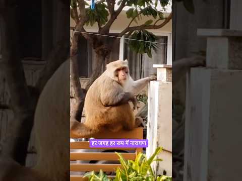 हर रूप में हर जगह पर नारायण। #shortsfeed