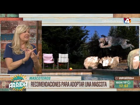 Vamo Arriba - Mascoteros: Recomendaciones para adoptar una mascota