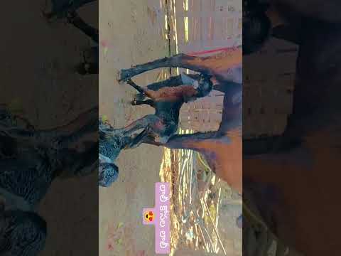 #యాదవ్ #yadav #golla #gorrelu #telugu #viral #song #love #music #viral #tsfarmers #trending #nature