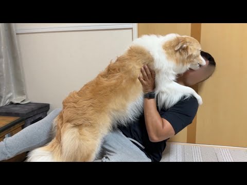 1週間ぶりの再会で犬が号泣する姿をみて、涙が溢れました...【ボーダーコリー・ゴールデンレトリバー】
