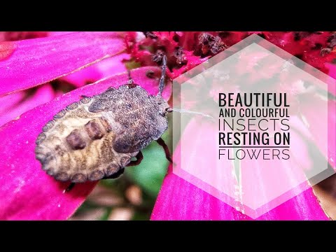 Beautiful Insects Resting on Flowers