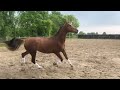 Dressage horse Buitenkans!! Talentvolle 3 jarige ruin Dailey Diamond X Vivaldi