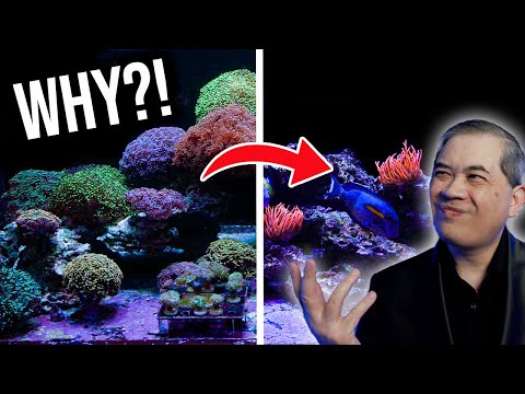 The End of an Era_ Taking Down Our Iconic Fimbriap We just took down our Fimbriaphyllia show tank.

Join this channel to get access to perks_
https_//w