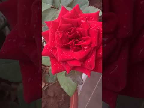 #music #reels #viralvideo#youtubeshorts #youtubeshorts #song #subscribe #trending #yt #ytshorts #bgm