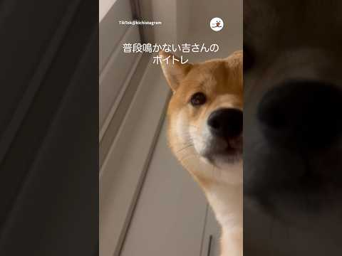 猫の動画サムネイル - ワンコのボイストレーニング｜PECO