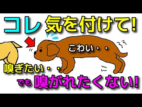 【犬 怖い あいさつ】嗅ぎたいけど怖いタイプはここに注意！犬同士近づける時のテクニック！犬のしつけエマチャンネル【犬のしつけ＠横浜】