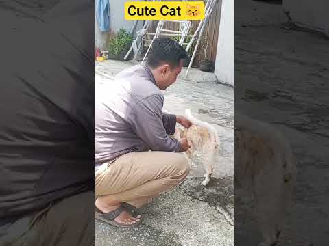 Cute Cat 😽💓 #cat #cutecat #cutecats #funnycats #funny #happycats #animals #shorts #viral #trending