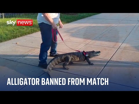 'Emotional support' alligator denied entry to baseball match