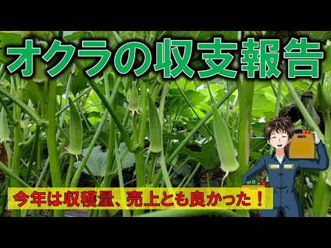 【オクラの収支報告】やはりオクラは利益率が高い！(人件費除くww)