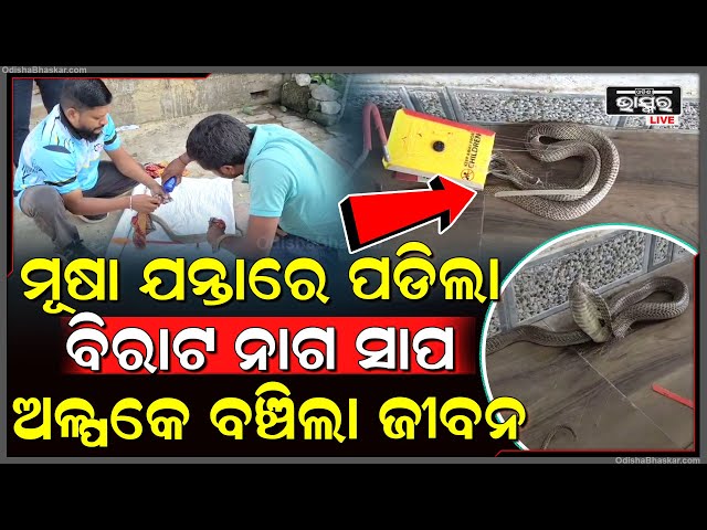 ମୂଷା ଅଠାରେ ଲାଖି ଗଲା ନାଗସାପ,ଦେହରେ ନଡ଼ିଆ ତେଲ ଲଗାଇ ଉଦ୍ଧାର କଲା ସ୍ନେକ ହେଲ୍ପ ଲାଇନ...