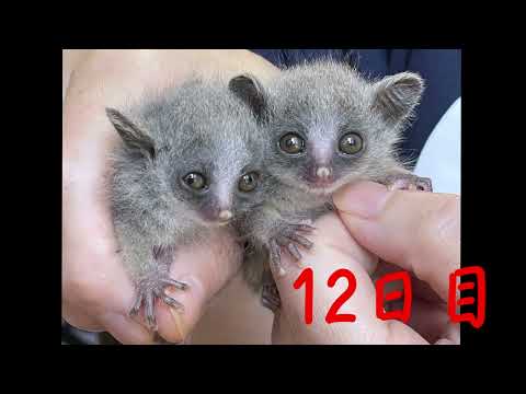 ショウガラゴの成長 誕生から生後39日まで