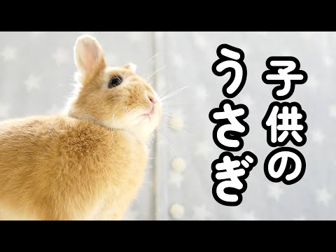 アホほど可愛い幼稚園児のうさぎ