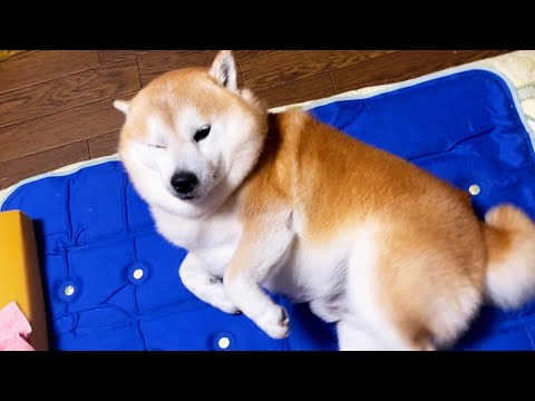 ひるね中に家族が帰って来たため、ねぼちゅけなりに急いでおもてなしする柴犬