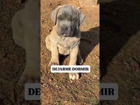 Dejarme dormir #perros