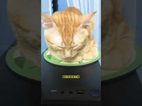 頭硬是懸在半空中😅#cat #貓咪日常 #cutecat #pets