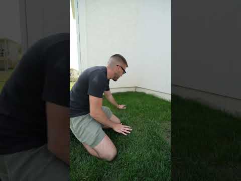 No more bare spots in your lawn! GreenView grass seed and Starting Mulch works wonders! 💪 #shorts