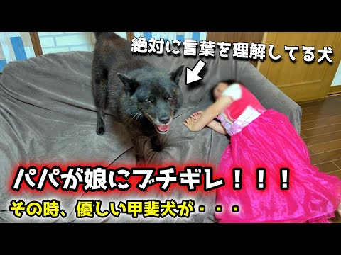 パパに怒られる娘を庇う甲斐犬。そして彼は絶対言葉を理解してます笑