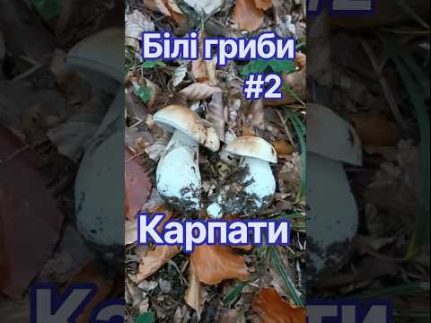 Білі гриби в Карпатах. Осінь #2 #mountains #nature