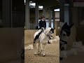 Dressuurpony FEI prospect pony te koop