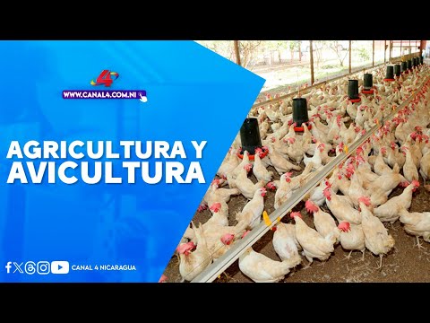 Protagonismo de las familias en la agricultura y avicultura impulsa la economía en La Concepción