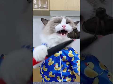 cat#cat #games #pets #cute