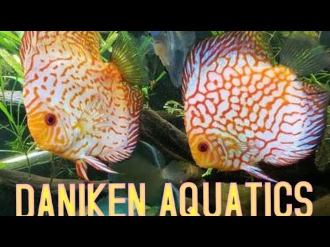 SUNDAY NIGHT LIVE FISH TALK AND MORE