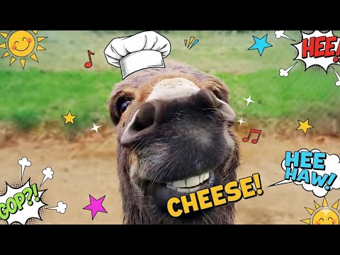 Best Of The Funny Animal Videos 🤣 Funniest Cat & Dog Moments Ever Recorded