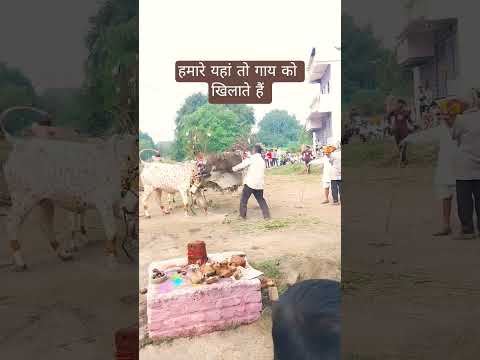 गोवर्धन पूजा में गाय को खिलाते हुए 😂😂#tranding #viralvideo #ytshorts #reels