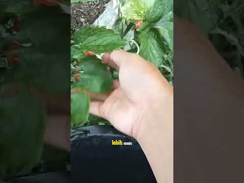 strawberry yang manis #shorts #budidayatanaman #pertanian #buahbuahan #stroberry #viral #harvest