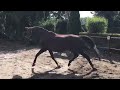Dressage horse Hengstveulen van Kjento.Nieuwe video! VERKOCHT!