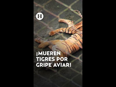 Mueren 20 tigres en un zoológico de Vietnam tras contagiarse con gripe aviar