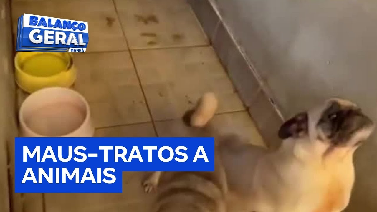 Polícia encontra canil clandestino e prende falso veterinário na zona leste de São Paulo