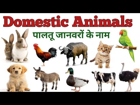 DOMESTIC Animals || पालतू जानवरों के नाम | animals name in Hindi and English | english Vocubalary |