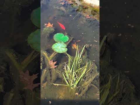 Butterfly Koi all out n about the pond!  (2025) #s 4206 ---- Butterfly Koi all out n about the pond! 
Don't forget to subscribe, like, comment and shar