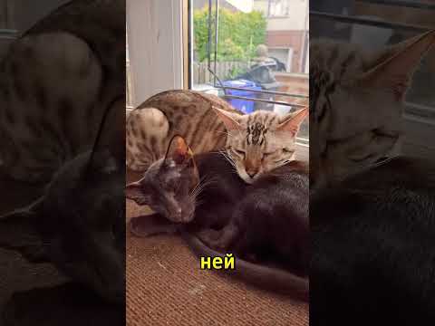 Если у девушки есть Кот 🐱 смело женитесь на ней 😅🤟#коты #приколы