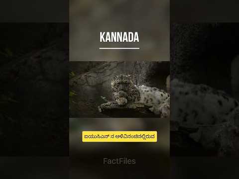 ಹಿಮ ಚಿರತೆ | The Snow Leopard | #snowleopard #wildanimals #endangeredspecies