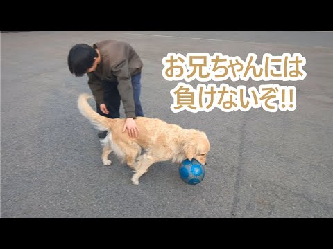 犬の動画サムネイル - 遊びだからってお兄ちゃんには負けないぞ。ゴールデンレトリバーティト