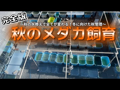 【完全版】秋のメダカ飼育完全ガイド！冬に備える水換え＆秋管理の秘訣