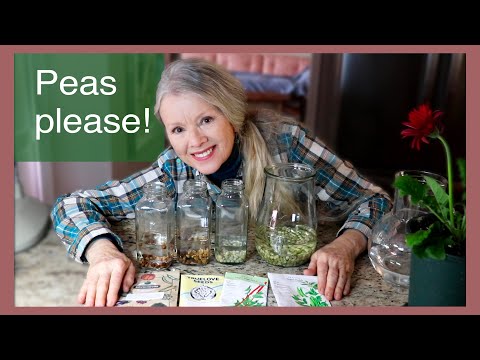 My Sweet Pea Varieties & Seed Prep to Plant