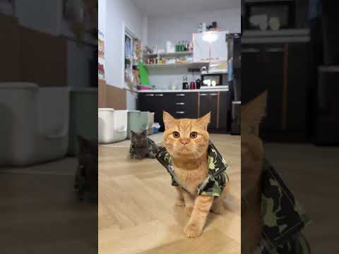 ทหารแมวเหมียวมาแล้ว #cat #cutecat #cute #funnycats #pets #แมว #funny #kitten #แมวถังแก๊ส #animals