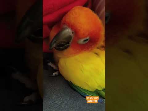 一整天不在家~晚上黏TT [2026/2/13依呀日常］ #紀錄的美好 #parrot  #金太陽