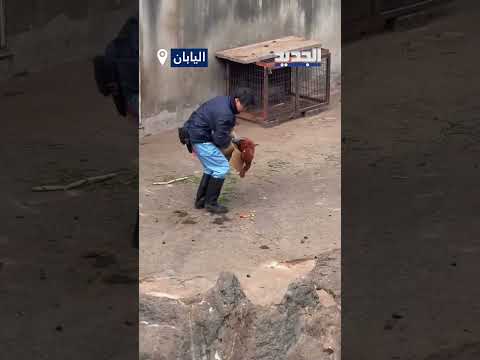 فيديو جديد للقرد بانش يتصدر مواقع التواصل الاجتماعي