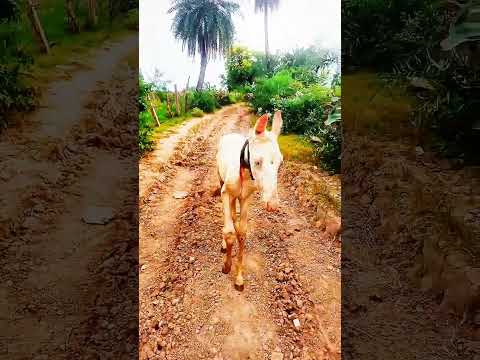 Baby Horses Are The Cutest Things On Earth