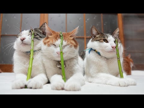 猫の動画サムネイル - アスパラのせ猫 250530