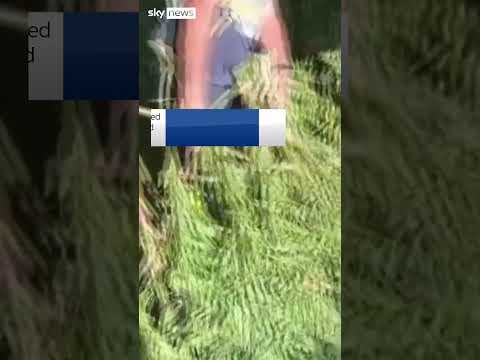 Authorities bust marijuana plantation