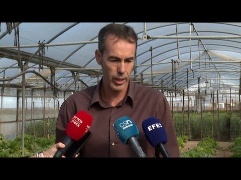 La sequía arruina 1.700 hectáreas de cultivos en Lebrija (Sevilla)