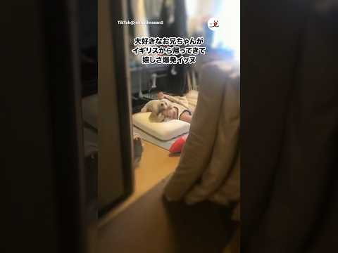 猫の動画サムネイル - 熱烈なおかえりなさい💕｜PECO