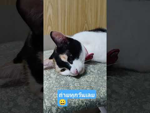 บางทีก็อยากอยู่เงียบๆ #cat #คลายเครียด #แมวน่ารัก