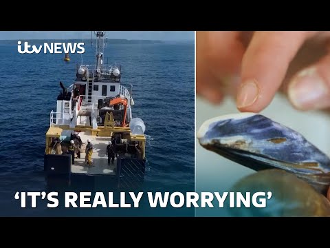 'Really worrying' levels of acid in oceans is threatening marine life | ITV News